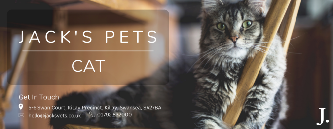 Jack's Pets - Cat